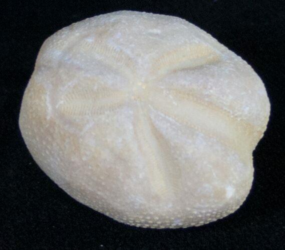 Cretaceous Mecaster Fossil Urchin - Morocco #10624
